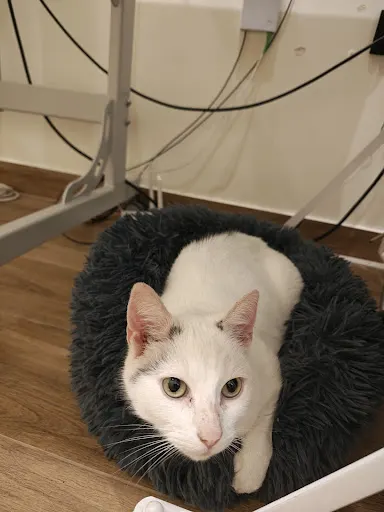 Przychodnia weterynaryjna "Na Krakowskiej"